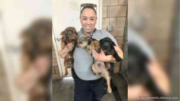 Adoption Drawing To Be Held For 49 Dogs Rescued From Turlock Home If Unclaimed By Owners As Of May 18
