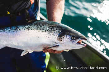 Large scale effort aims to keep Scotland's farmed fish healthy - HeraldScotland
