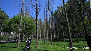 Artist Maya Lin planted dead trees in a Manhattan park to show impacts of climate change