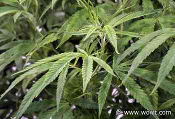 Nebraska legislators halt medical marijuana bill - WOWT