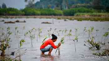When it comes to sucking up carbon, not all trees are equal