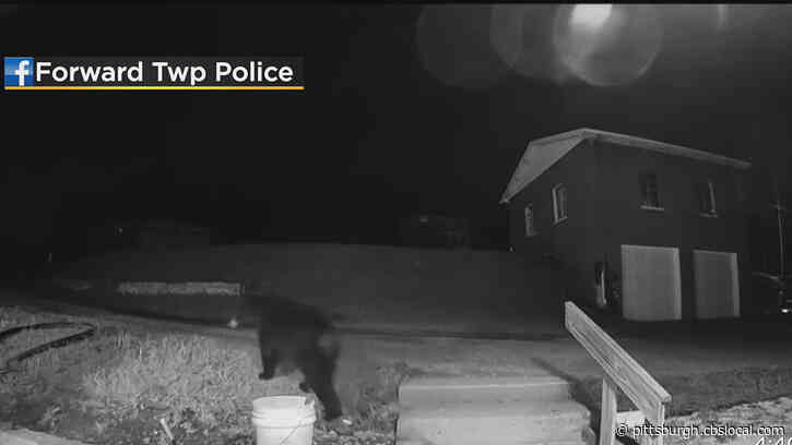 Black Bear Spotted Roaming Forward Township Neighborhood