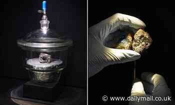 'Extremely rare' Winchcombe meteorite goes on display at London's Natural History Museum