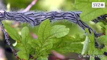 Ludwigslust-Parchim: Eichenprozessionsspinner muss erneut bekämpft werden | svz.de - svz.de