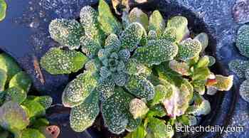 The First Frost Is the Deepest – New Discovery May Help Us Grow Crops in Fluctuating Climate