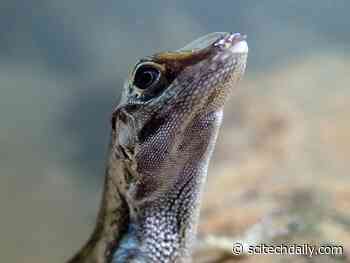 Evolutionary Biologists Just Discovered How Some Lizards Are Able to Breathe Underwater