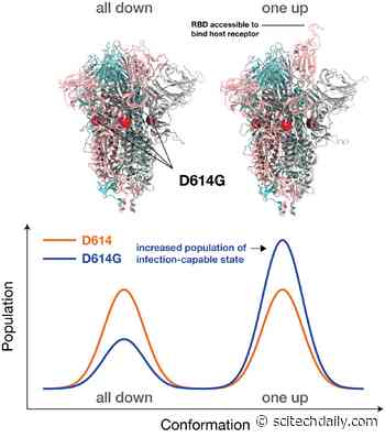 Supercomputer Simulations Reveal How Dominant COVID-19 Strain Binds to Host, Succumbs to Antibodies