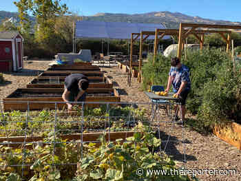 At Suisun Valley K-8 School, it’s grow-your-own food and phys ed - Vacaville Reporter