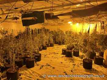 Cannabis farm with 300 plants posed 'huge fire risk'