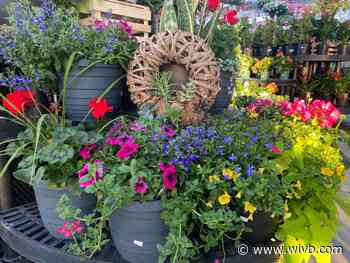 Buffalo's Best Plant Shop: Gardenville Blooms