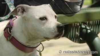 Veterinarians reporting increase in demand for service as pet adoptions sky rocket during pandemic