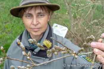 Forstexpertin: Pflanzenwelt ist noch im Verzug - Freie Presse
