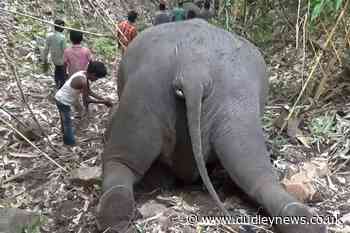 18 Asiatic elephants killed in suspected lightning strike - Dudley News