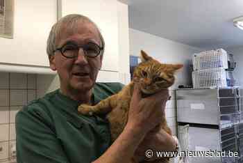 Schrijvende veearts bundelt nu ook kattenverhalen uit zijn eigen praktijk