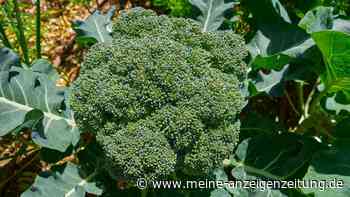 So einfach säen und pflanzen Sie Brokkoli im Garten