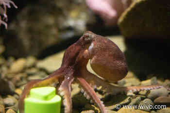 You can help name the Aquarium of Niagara's new octopus