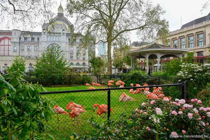 Flamingo’s na maanden ophokplicht weer buiten