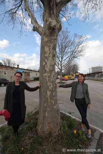 Ternitz: ÖBB versprechen 13 der 18 Bäume am Bahnhof zu retten - Neunkirchen - meinbezirk.at