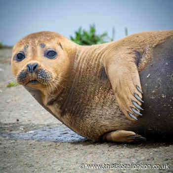 South West London seal remembered in tribute book
