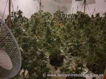 Nelson: Rooms full of cannabis found on Woodside Terrace