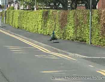 Escaped Bolton peacock spotted walking past school - The Bolton News