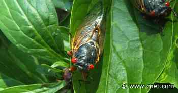 Cicada chasers: Meet the citizen scientists mapping the bugs of Brood X     - CNET