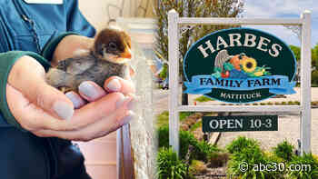 Harbes Family Farm on Long Island offers barnyard adventures for kids of all ages