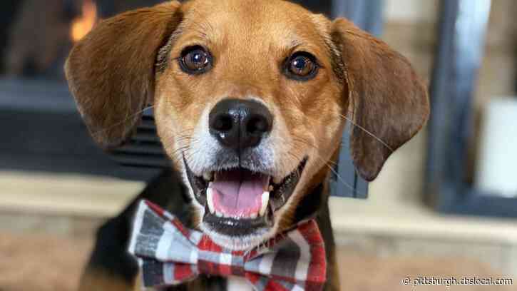 Furry Tails: Boone’s Bow Ties And Wheels