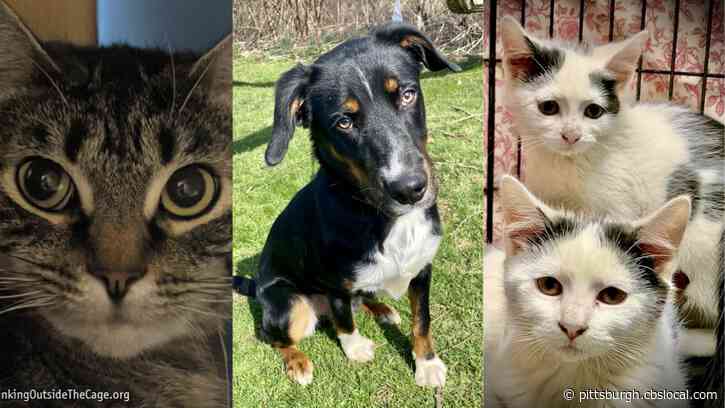 Furry Tails: Daisy And Rocky Are Waiting For Forever Homes