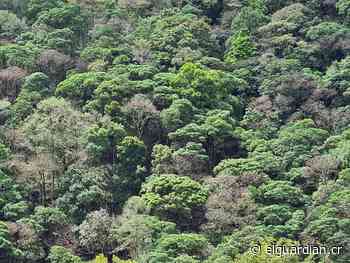 Productor denuncia destrucción de bosque en la Reserva Forestal Los Santos - El Guardián CR