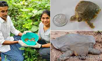 London Zoo rescues rare Cantor's giant softshell turtle from extinction