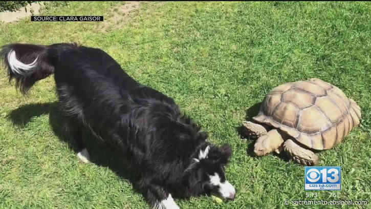 Reptile On The Run: A Placerville Family’s Plea To Find Their Lost 100 Pound Tortoise