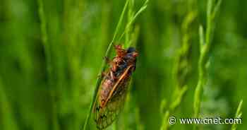 Brood X cicadas might swarm you if you use power tools at the wrong time     - CNET