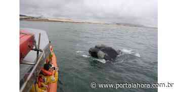 Pedido de liberação da observação embarcada de baleias em Imbituba é levado ao Ministro do Turismo; prática está suspensa pela Justiça - Portal AHora
