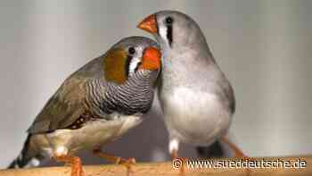 Vogelküken an lauten Straßen lernen schlechter singen - Süddeutsche Zeitung