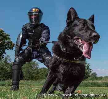 Heroic police dog, Zorro, retires from Lancashire police duty