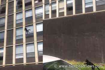 Chicago cat wows onlookers by leaping from burning multi-storey building - Barrhead News
