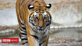 Houston suspect arrested as pet tiger remains on the loose - BBC News