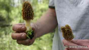 On morel grounds: Spotting (and cooking) the rare spring mushroom