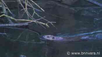 Bever en das midden in de stad - Vroege Vogels - BNNVARA - Zembla