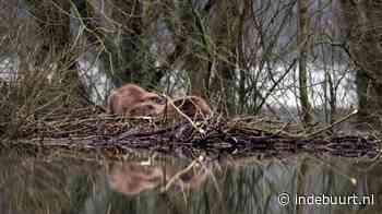 Gaaf! Een grote bever woont in dit bos vlakbij Delft - indebuurt Delft - indebuurt
