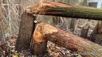 Studio040 - Bever na speurtocht vastgelegd op camera - Studio040