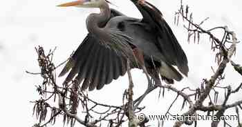 Rochester Township orders study of construction impact on unique heron rookery