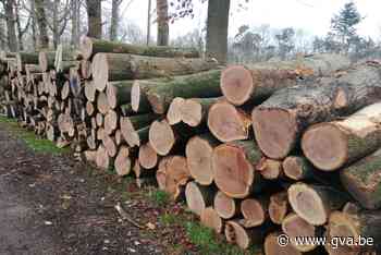 Protest tegen rooien van Amerikaanse eiken in domein Franciskanessen - Gazet van Antwerpen