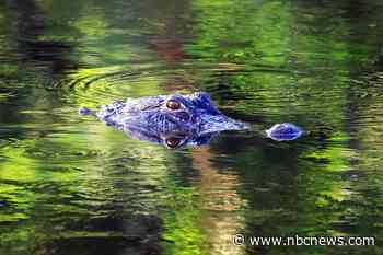 Florida man wrestles alligator to save his dog