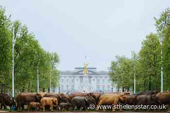 Elephant sculptures bring environmental message to Buckingham Palace - St Helens Star