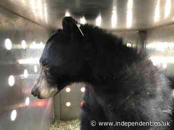 Black bear released into the wild after recovering from Colorado wildfire injuries
