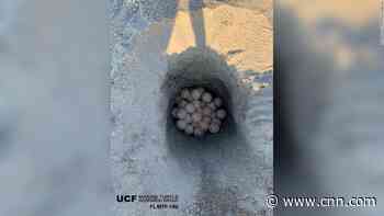 A loggerhead sea turtle was hit and killed by a car in Florida. Researchers saved dozens of her eggs