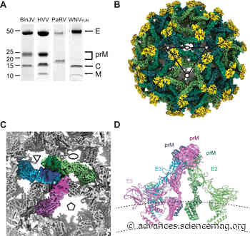 The structure of an infectious immature flavivirus redefines viral architecture and maturation - Science Advances