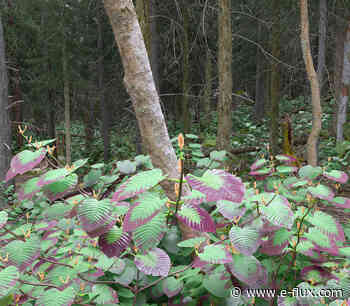 Editorial—“Survivance” - Architecture - E-Flux